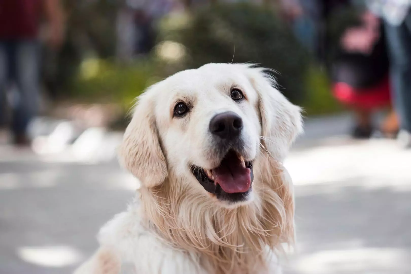 Alt du trenger å vite om hundebitt: Forebygging, behandling og rettigheter