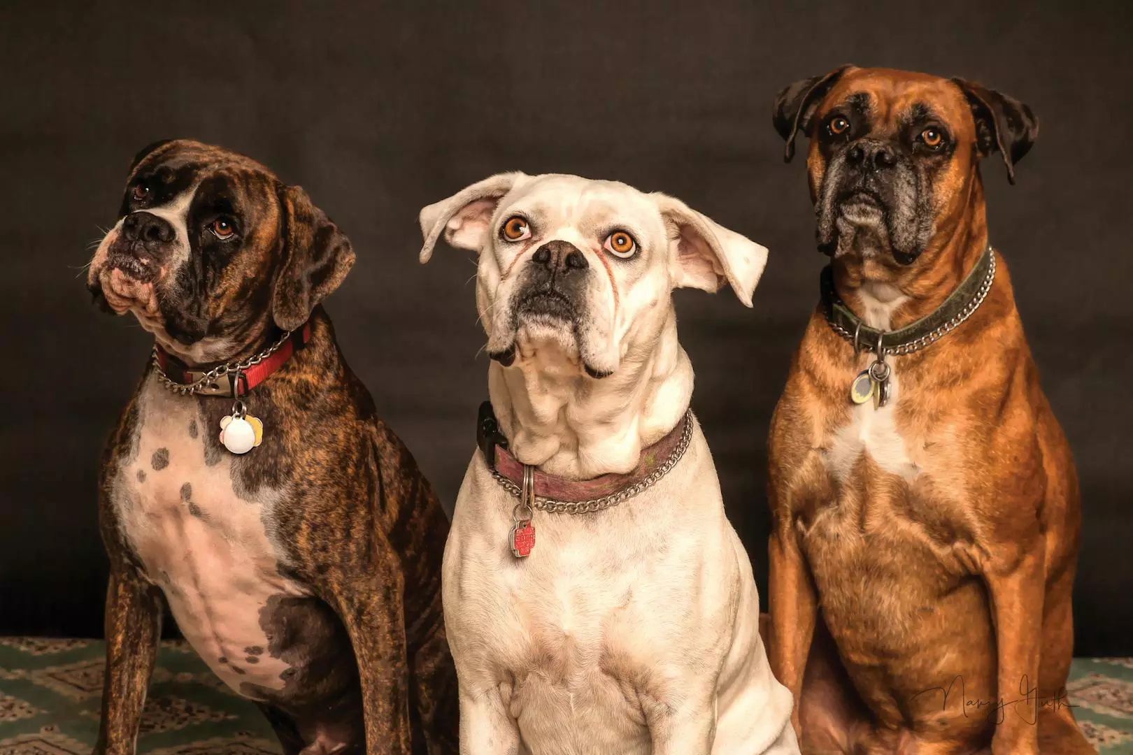 Hvordan Forhindre og Håndtere Hundeangrep: En Veiledning for Hundeeiere og Fotgjengere