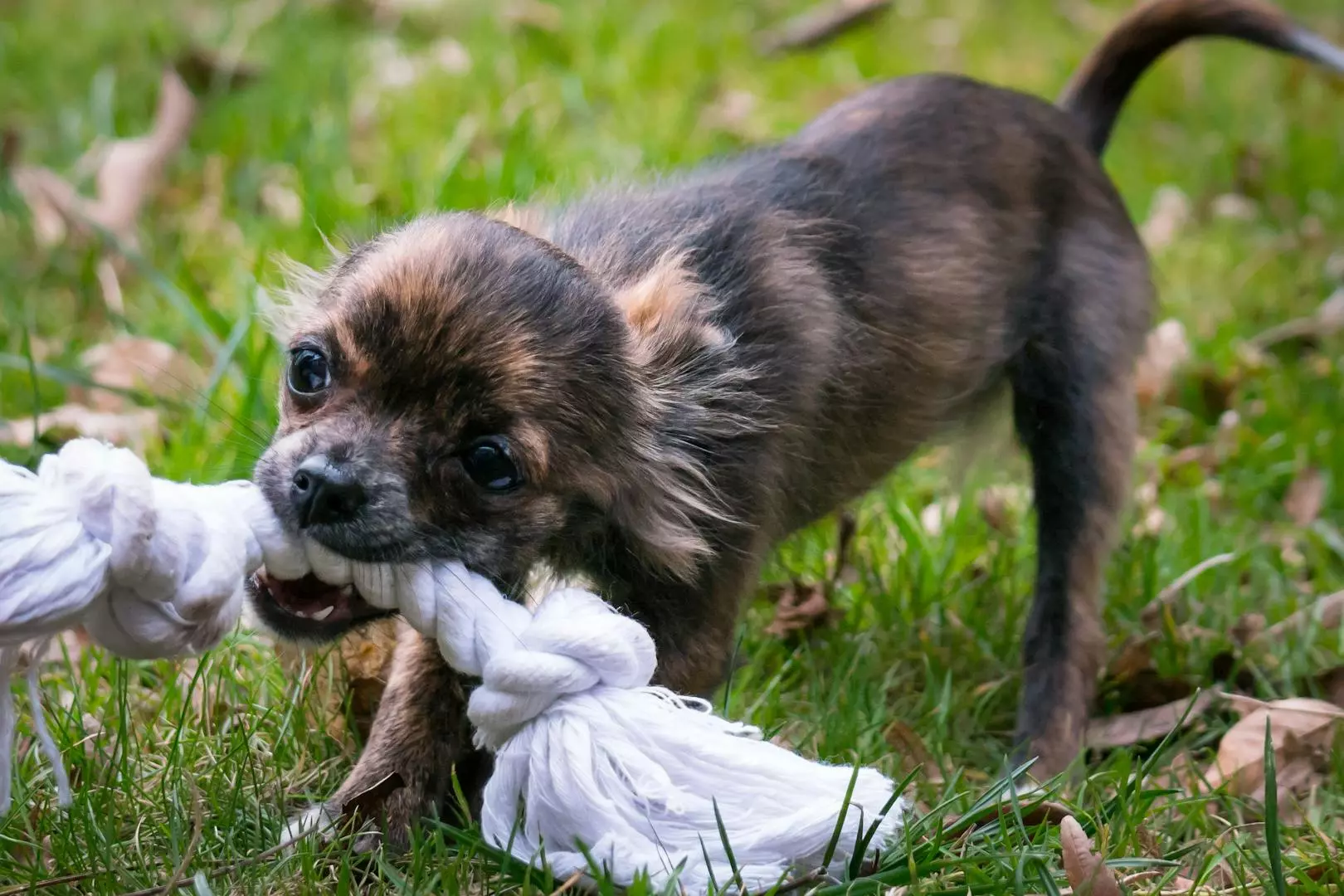 Hvordan Håndtere og Forhindre Hunde Bitt: Alt du trenger å vite